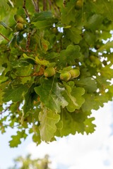 Vertical shot of acorns on a tree