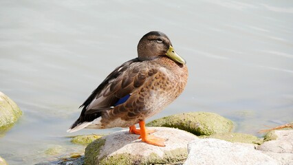 Closeup shot of a mallard duck on a rock