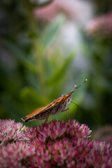 butterfly on flower