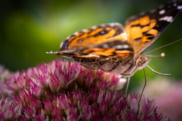 butterfly on a flower
