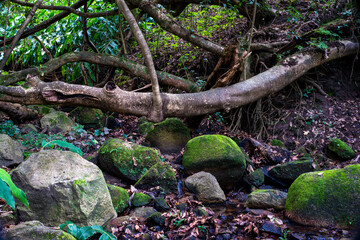 Image from forest in Sintra near Lisbon - Portugal