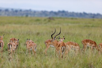Breeding herd of impala in Masai Mara, Kenya