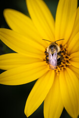 bee on yellow flower