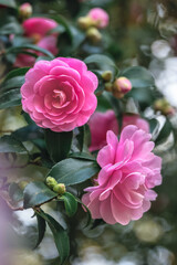 ピンクの花びらのサザンカ