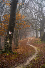 Dramatic view of a hiking trail with a marked path inside a mysterious beech and oak forest on a foggy autumn morning.