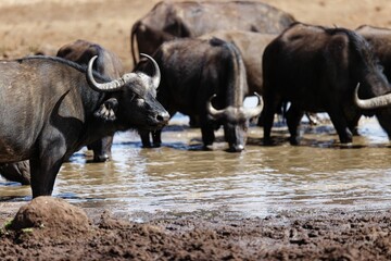 Obraz premium Herd of African buffalos (Syncerus caffer) at a pond in Lewa Wildlife Conservancy, Kenya