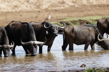 Herd of African buffalos (Syncerus caffer) drinking at a pond in Lewa Wildlife Conservancy, Kenya