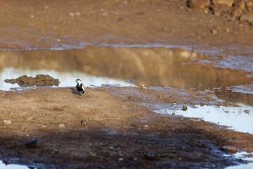Spur-winged lapwing with chick near puddle of water