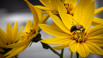 Obraz premium bee on a flower