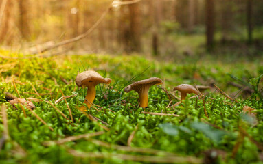 Cantharellus lutescens setas comestibles del bosque pequeñas de otoño