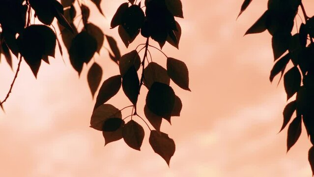 Tree leaves in beautiful sunset light