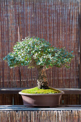 Cork oak bonsai