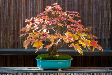 Fotobehang Bonsai Sweetgum tree bonsai  © jotabe85