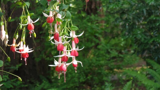 Selective focus of Fuchsia 'Celia Smedley' flowers in a garden