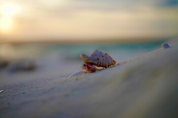 beach snail