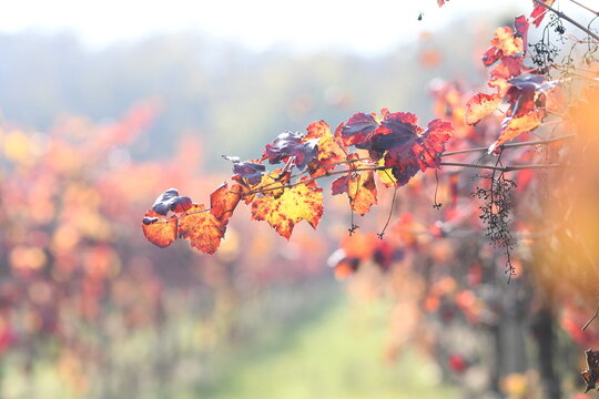 Ramo di foglie rosse e gialle autunnali, foliage di un vitigno