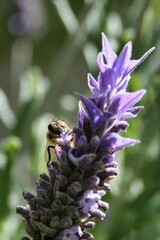 Vertical closeup of a bee standing on the sunlit lavender blurred background