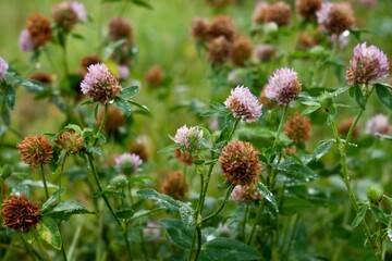 Closeup of colorful clovers (Trifolium fragiferum) in the garden with green stems and leaves