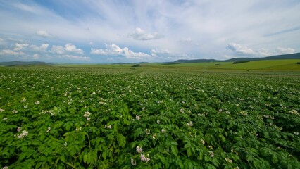 High-angle of a potato blooming endless field with cloudy sky background