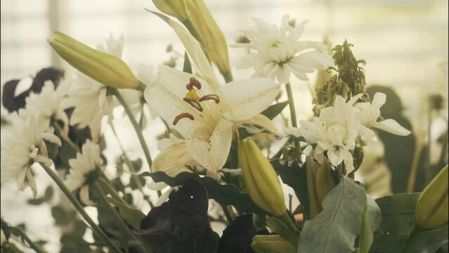 Closeup shot of white lilacs outdoors in the garden, sunlit wall blurred background