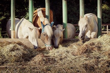Closeup of horses and ponies eating grass in a stable