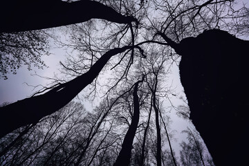 Black tall tree trunks silhouettes growing in dark forest against grey sky. Low angle view from below of dry bare trees. - Powered by Adobe