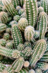 Close up of a bunch of beautiful spiky cactus plants