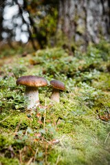 Vertical shot of adorable brown Penny Bun mushrooms in green forest