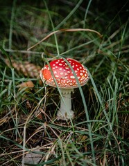 Vertical shallow focus shot of cute red fly agaric mushroom in the forest