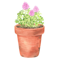 Blooming clover grows in a clay pot. St.Patrick 's Day. Watercolor illustration. Isolated on a white background. For your design packages of seeds, goods for a garden, stickers, organic products