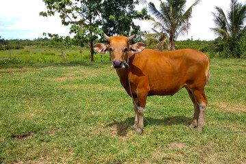 Naklejka na ściany i meble Balinese cows (Bos javanicus domesticus) is a native cow from Indonesia. These cows are used as beef cattle for meat and working cows for plowing the fields.