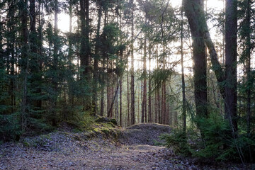 Autumn fine day in a coniferous pine forest. November. Low sun above the horizon.