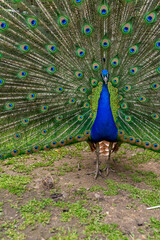 Obraz premium Beautiful adult peacock showing his amazing colorful tail