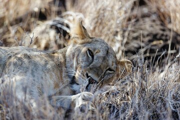 Lioness lying on the grass in Lewa Conservancy, Kenya