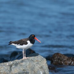 Beautiful Oystercatcher (Haematopus) resting on a rock with the ocean on the blurred background
