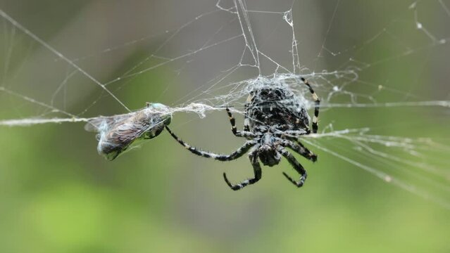 Big black and white spider caught a gadfly in its web