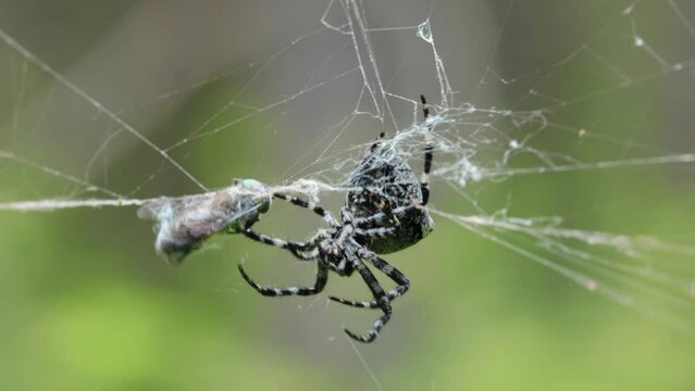 Big black and white spider caught a gadfly in its web