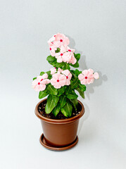 Bush Catharanthuswith pink flowers in a flower pot on a white background.