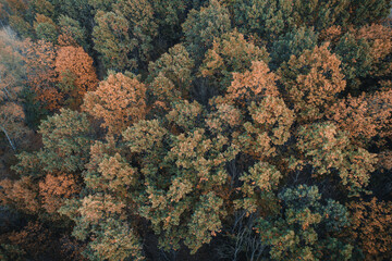 Forest aerial view. Autumn wild nature scene. Brown canopy of trees from above