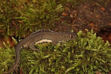 Horizontal image of a male  Ommatotriton Ophryticus walking on moss