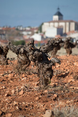 Viñedo en Villarejo de Salvanés 
