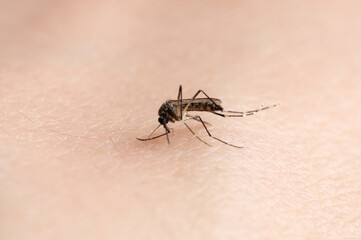 Carry zika virus mosquito