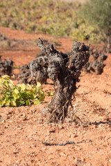 Cepas viejas en viña en España
