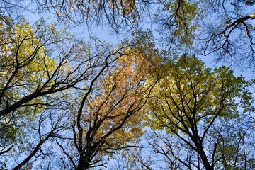 trees in the autumn and sky