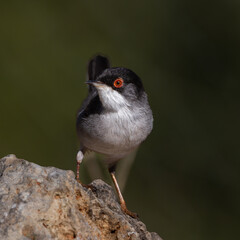 Male Sardinian Warbler perched on a rock by a stream
