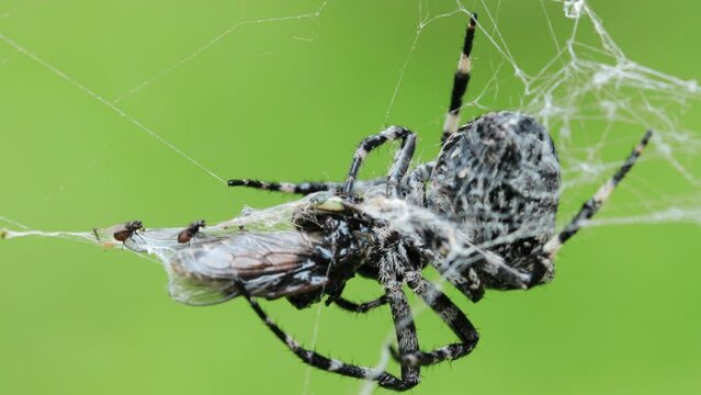 Big black and white spider caught a gadfly in its web