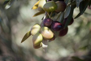 Aceitunas en rama de olivo