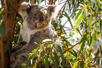 Koala Bear at Wildlife Zoo in Sydney, Australia 