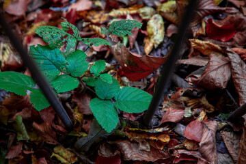 autumn leaves on the ground