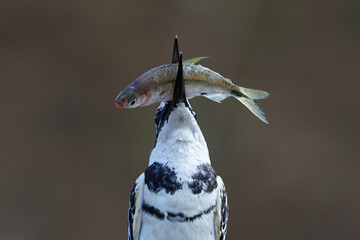 Pied kingfisher (Ceryle rudis)
